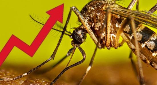 Health Ministry Reports Dengue Increase